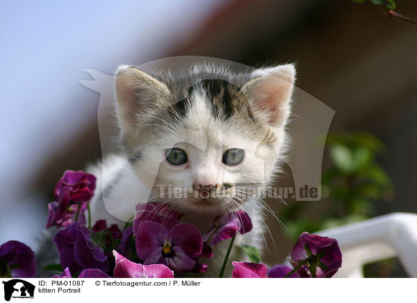 Portrait eines jungen Ktzchen / kitten Portrait / PM-01087
