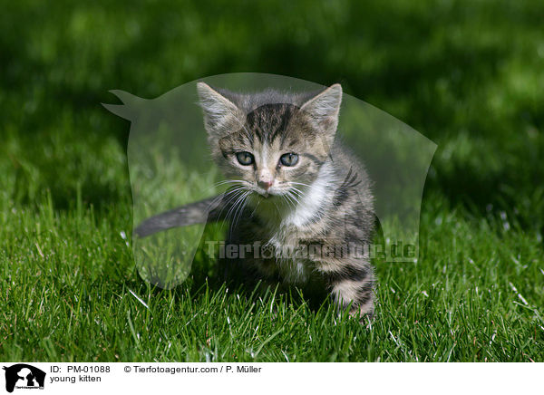 junges Ktzchen / young kitten / PM-01088