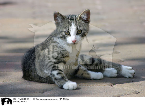 young kitten / PM-01093