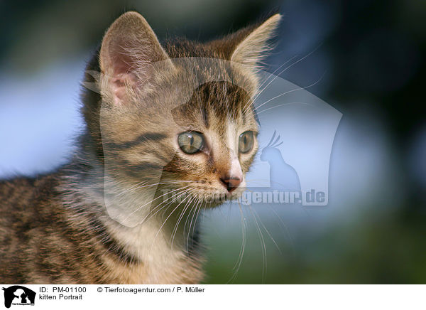 Portrait eines jungen Ktzchen / kitten Portrait / PM-01100