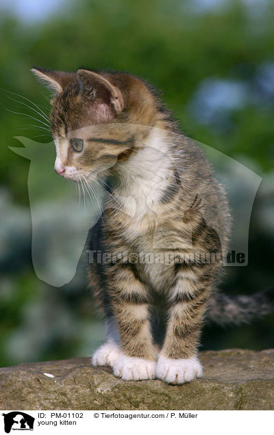 junges Ktzchen / young kitten / PM-01102