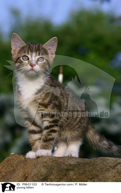 junges Ktzchen / young kitten / PM-01103