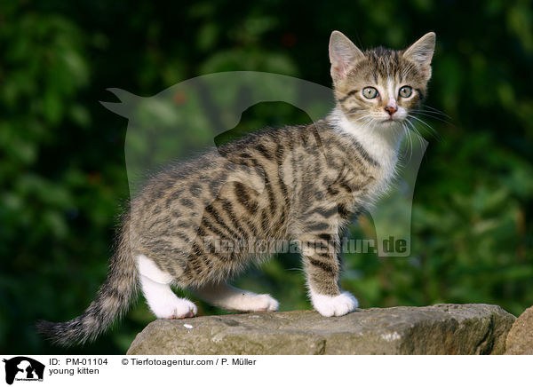 young kitten / PM-01104