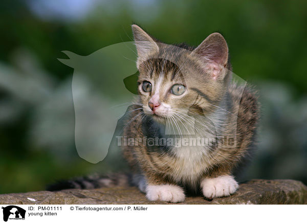 junges Ktzchen / young kitten / PM-01111