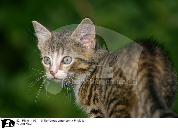 young kitten / PM-01116