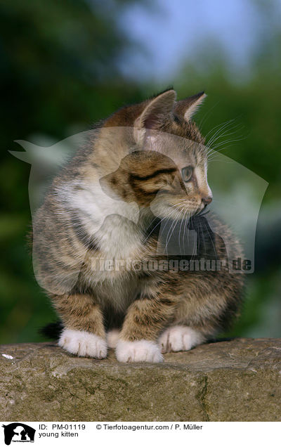 young kitten / PM-01119