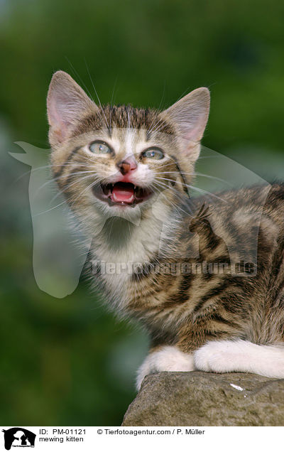 mewing kitten / PM-01121