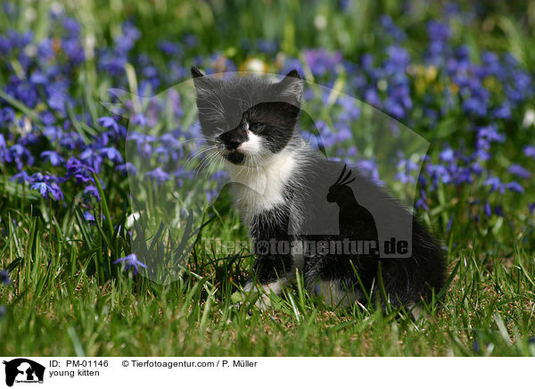young kitten / PM-01146