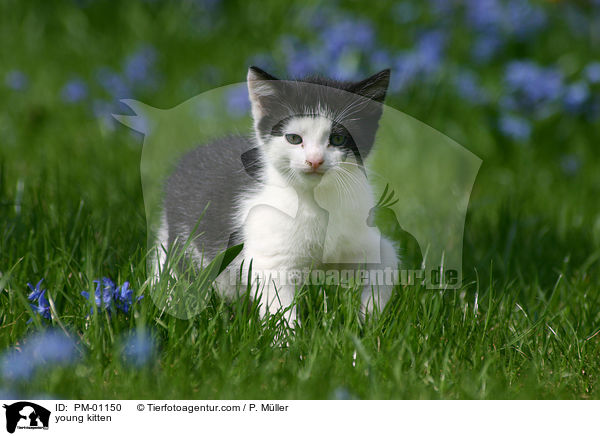 junges Ktzchen / young kitten / PM-01150