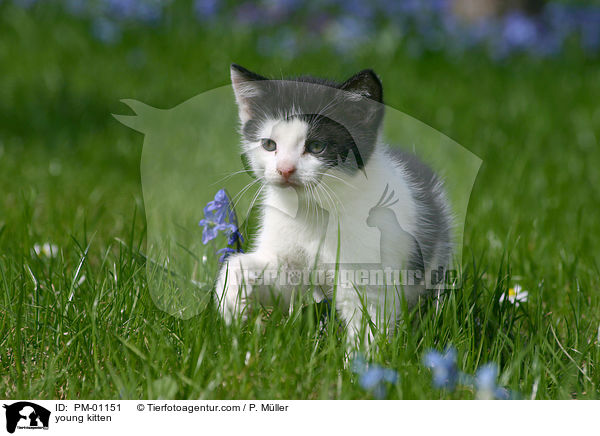 young kitten / PM-01151