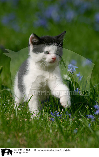 young kitten / PM-01154