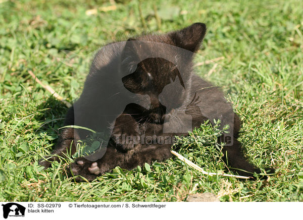 black kitten / SS-02979