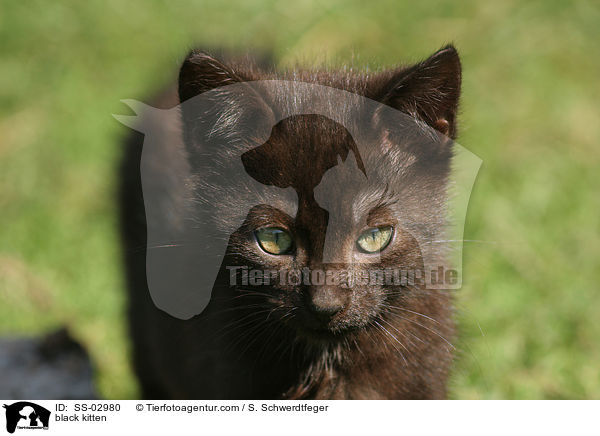 black kitten / SS-02980