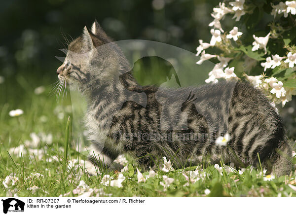 kitten in the garden / RR-07307