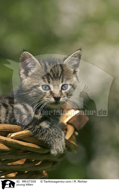 young kitten / RR-07309