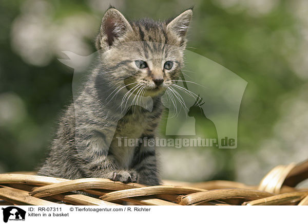 kitten in a basket / RR-07311