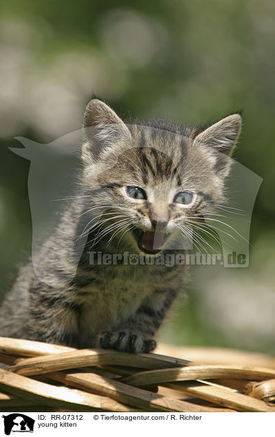 young kitten / RR-07312