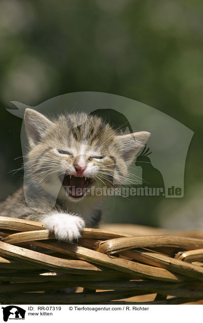 mew kitten / RR-07319