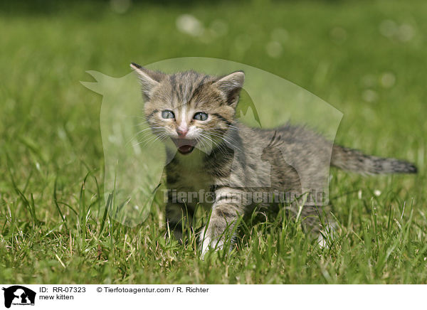 mautzendes Ktzchen / mew kitten / RR-07323