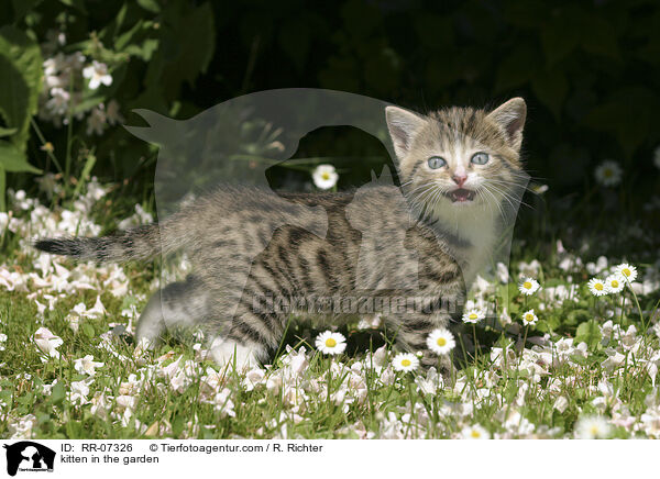 kitten in the garden / RR-07326