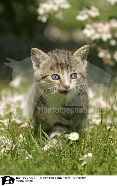 young kitten / RR-07331