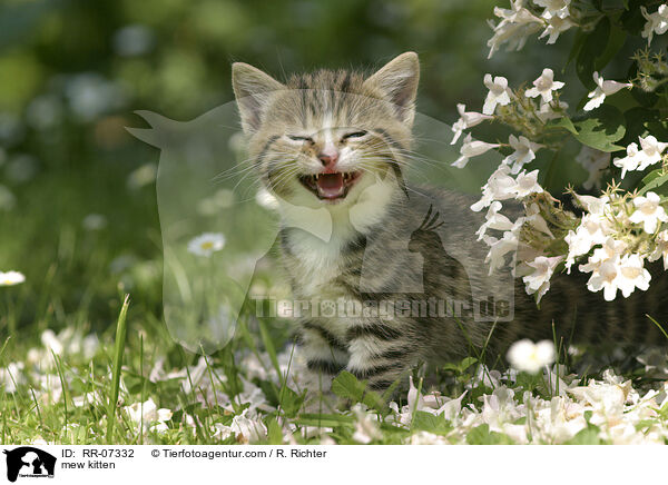 mew kitten / RR-07332