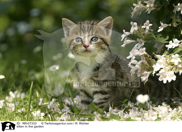 kitten in the garden / RR-07333