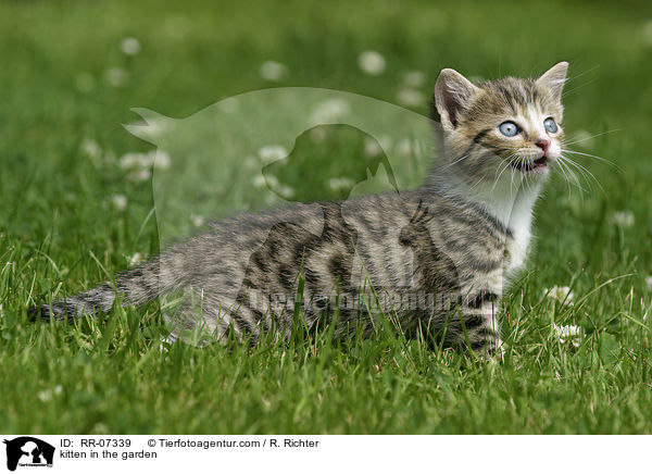 Ktzchen im Garten / kitten in the garden / RR-07339