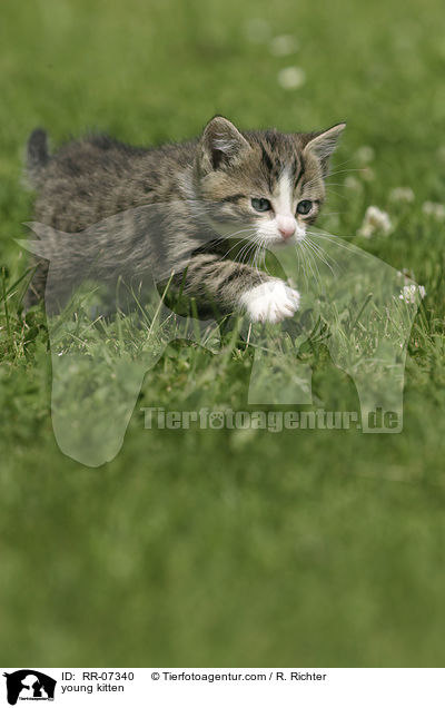 young kitten / RR-07340