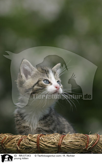 junges Ktzchen / young kitten / RR-07343
