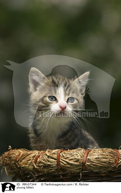 young kitten / RR-07344