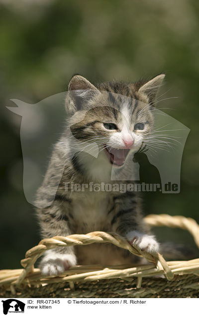mautzendes Ktzchen / mew kitten / RR-07345