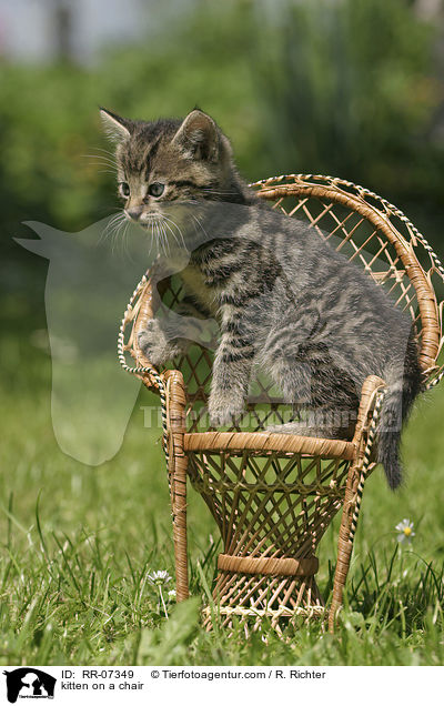 Ktzchen auf dem Stuhl / kitten on a chair / RR-07349