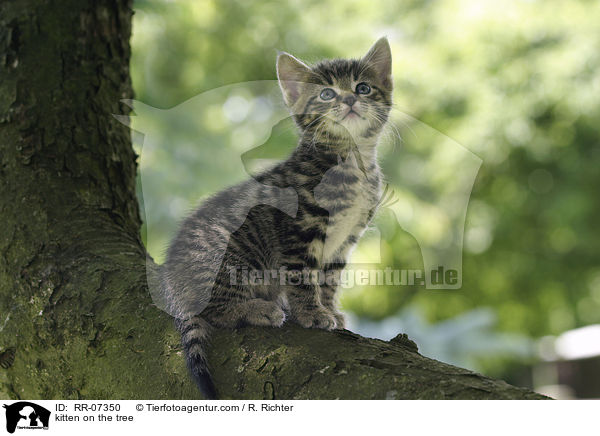 Ktzchen auf dem Baum / kitten on the tree / RR-07350