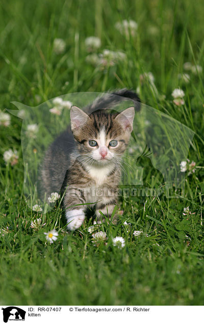 kitten / RR-07407