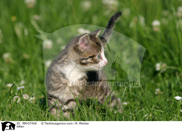 kitten / RR-07408