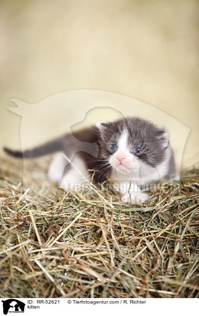 kitten / RR-52621