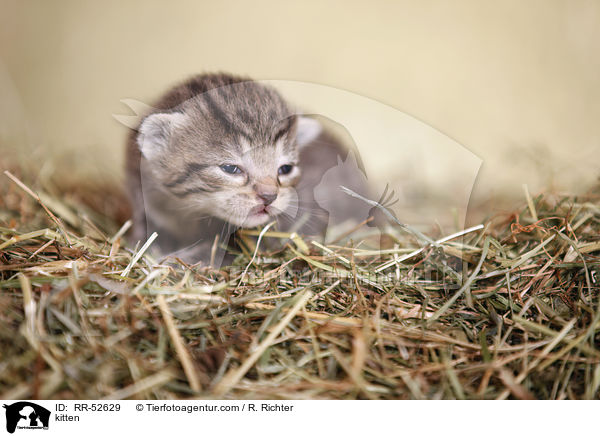 kitten / RR-52629