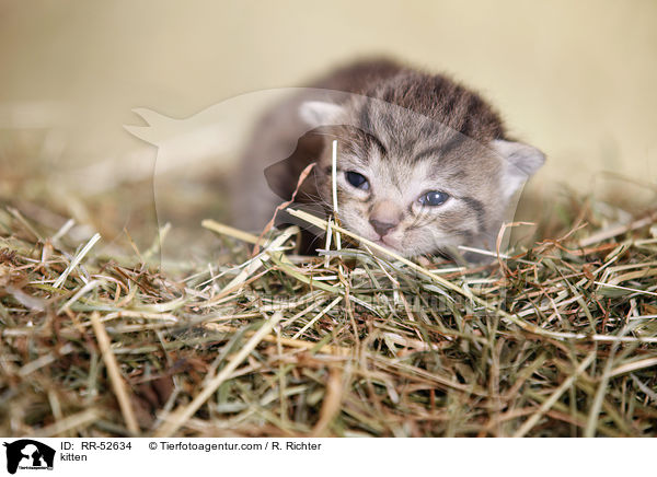 Hausktzchen / kitten / RR-52634