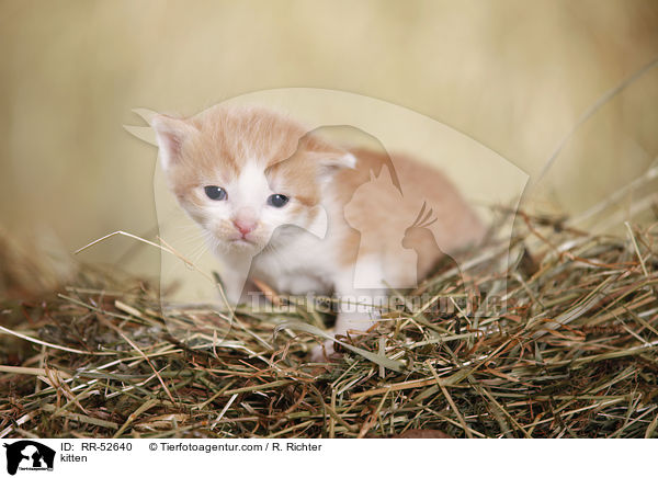 kitten / RR-52640