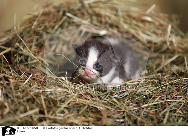 Hausktzchen / kitten / RR-52650