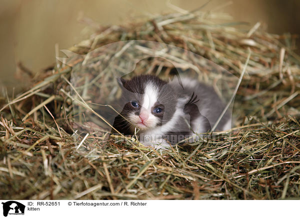 Hausktzchen / kitten / RR-52651