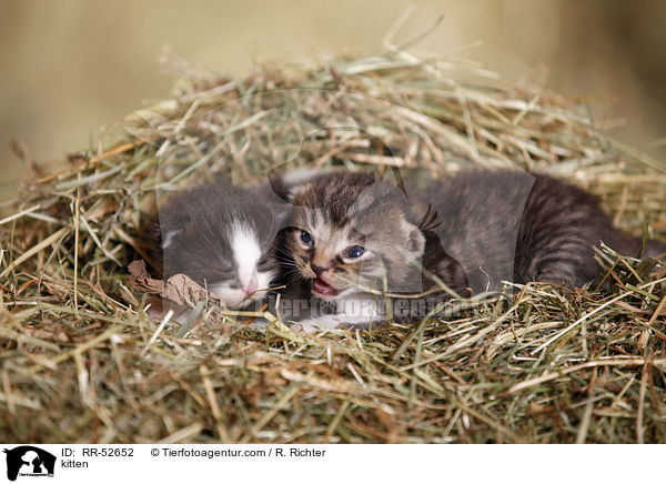 Hausktzchen / kitten / RR-52652