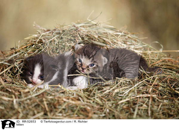 Hausktzchen / kitten / RR-52653