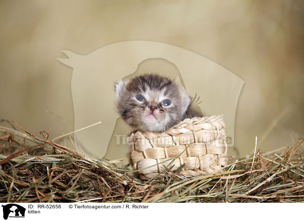 Hausktzchen / kitten / RR-52656