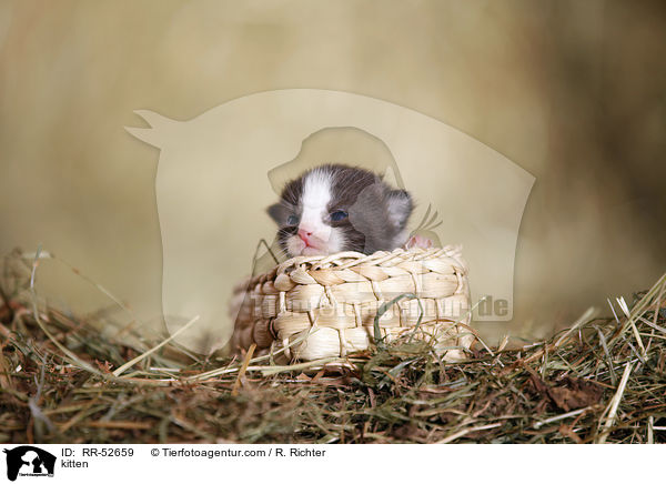 Hausktzchen / kitten / RR-52659