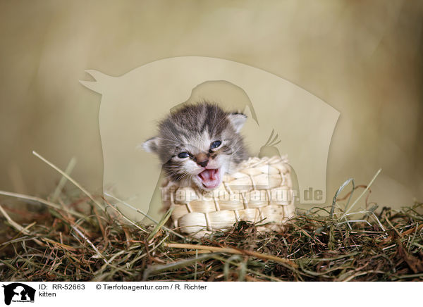 Hausktzchen / kitten / RR-52663