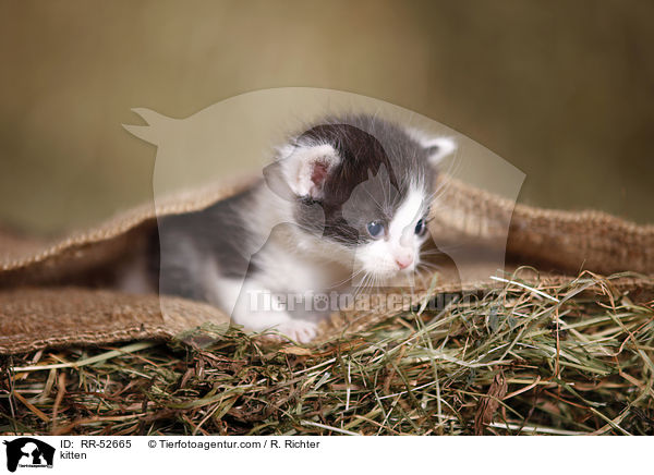 kitten / RR-52665