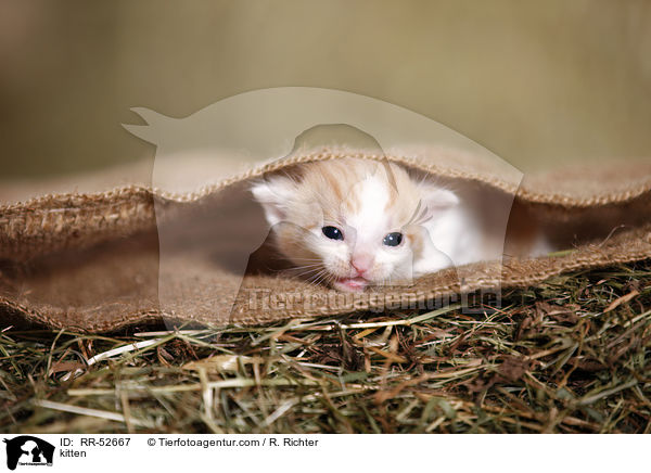 Hausktzchen / kitten / RR-52667