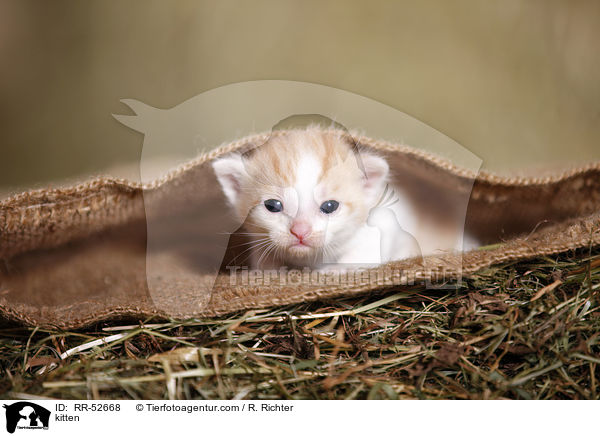kitten / RR-52668